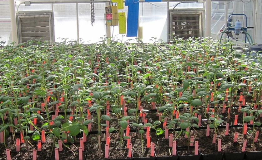 Before new potato varieties are trialed in the field, they are first grown inside the greenhouse. (Courtesy: NC State University)