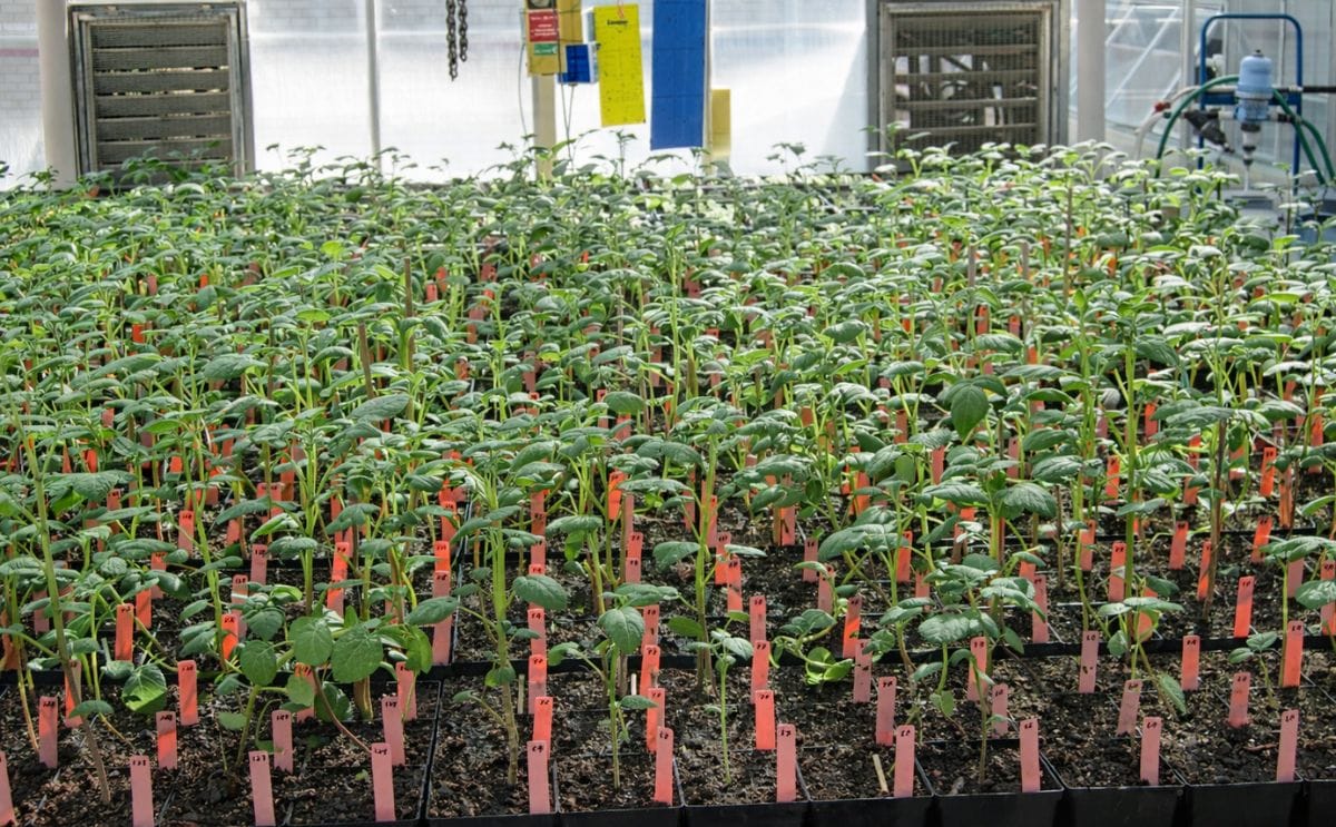North Carolina State University's Potato variety trial planting underway North Carolina State University's Potato variety trial planting underway