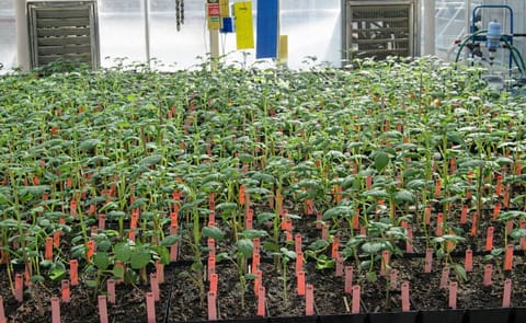 Before new potato varieties are trialed in the field, they are first grown inside the greenhouse. (Courtesy: NC State University) Before new potato varieties are trialed in the field, they are first grown inside the greenhouse. (Courtesy: NC State University)