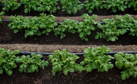 N-Drip’s gravity-powered micro-irrigation system applied for potato cultivation (Courtesy: N-Drip) N-Drip’s gravity-powered micro-irrigation system applied for potato cultivation (Courtesy: N-Drip)