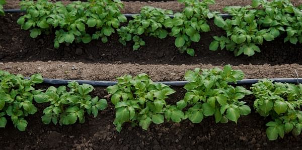 N-Drip’s gravity-powered micro-irrigation system applied for potato cultivation (Courtesy: N-Drip)