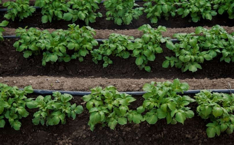 Drip Irrigation System in a Potato Field