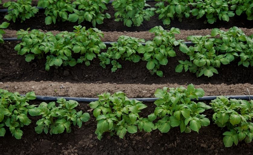N-Drip’s gravity-powered micro-irrigation system applied for potato cultivation (Courtesy: N-Drip)