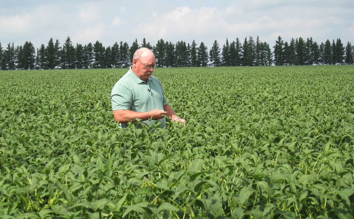 North Dakota State University (NDSU) Extension soil science specialist Dave Franzen examines soybeans in a field. Due to increasing natural gas prices, nitrogen fertilizer prices are relatively high compared to recent years and are expected to remain high