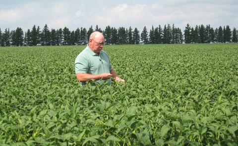 North Dakota State University (NDSU) Extension soil science specialist Dave Franzen examines soybeans in a field. Due to increasing natural gas prices, nitrogen fertilizer prices are relatively high compared to recent years and are expected to remain high North Dakota State University (NDSU) Extension soil science specialist Dave Franzen examines soybeans in a field. Due to increasing natural gas prices, nitrogen fertilizer prices are relatively high compared to recent years and are expected to remain high