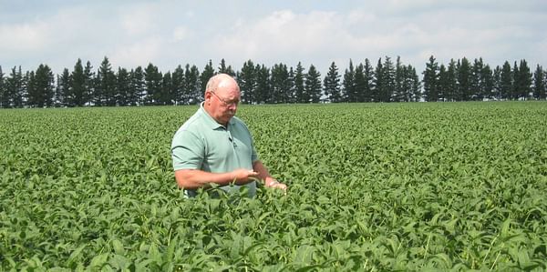 North Dakota State University (NDSU) Extension soil science specialist Dave Franzen examines soybeans in a field.