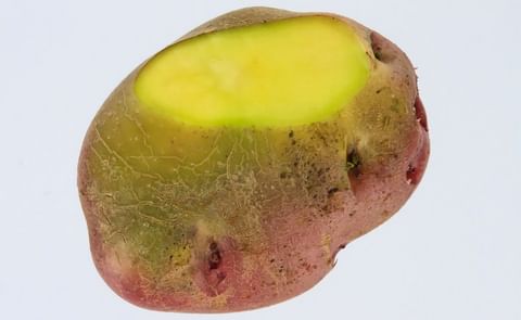 Don't eat lots of green or bitter tasting potatoes or potato products and you'll be perfectly fine! (Courtesy: NDSU) Don't eat lots of green or bitter tasting potatoes or potato products and you'll be perfectly fine! (Courtesy: NDSU)