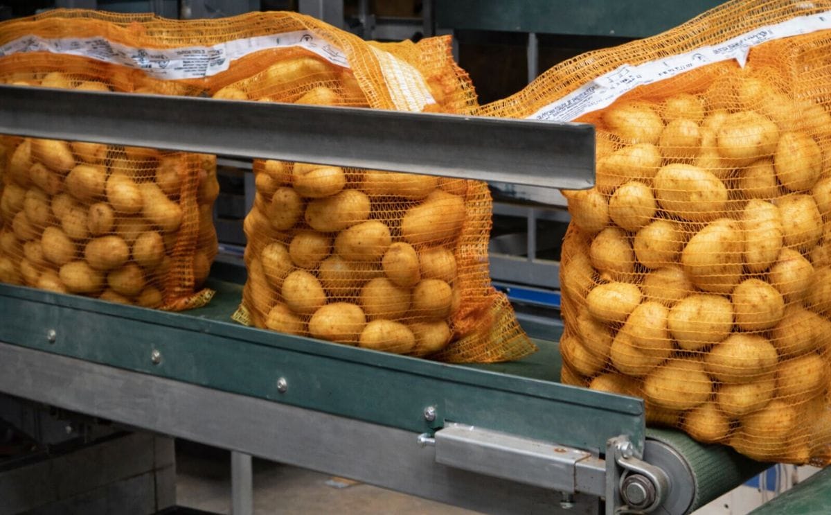 Nedato offers packed potatoes for export in a wide range of formats. The picture shows a large size polynet.