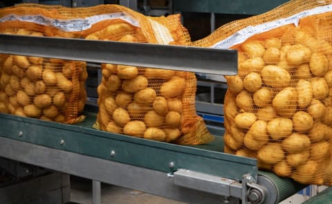 Nedato offers packed potatoes for export in a wide range of formats. The picture shows a large size polynet. Nedato offers packed potatoes for export in a wide range of formats. The picture shows a large size polynet.