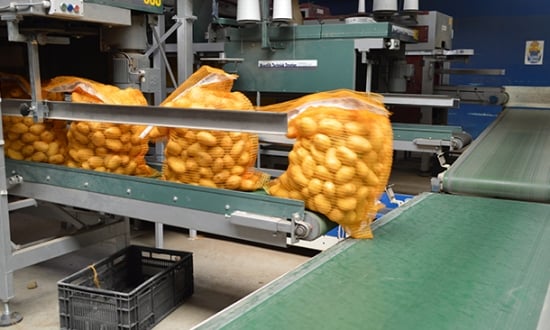 Packaging potatoes at Nedato Packaging potatoes at Nedato