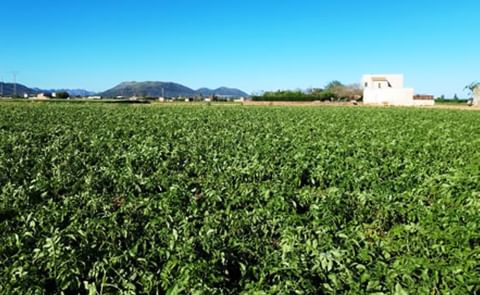 Many European countries, not only the Netherlands, are running out of table potatoes. (Courtesy: FreshPlaza) Many European countries, not only the Netherlands, are running out of table potatoes. (Courtesy: FreshPlaza)