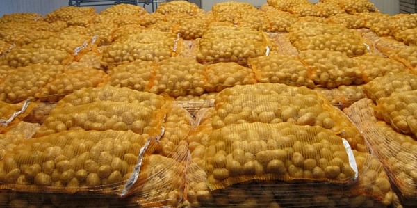 Nedato: &#039;Tight potato market after busy harvesting period&#039;
