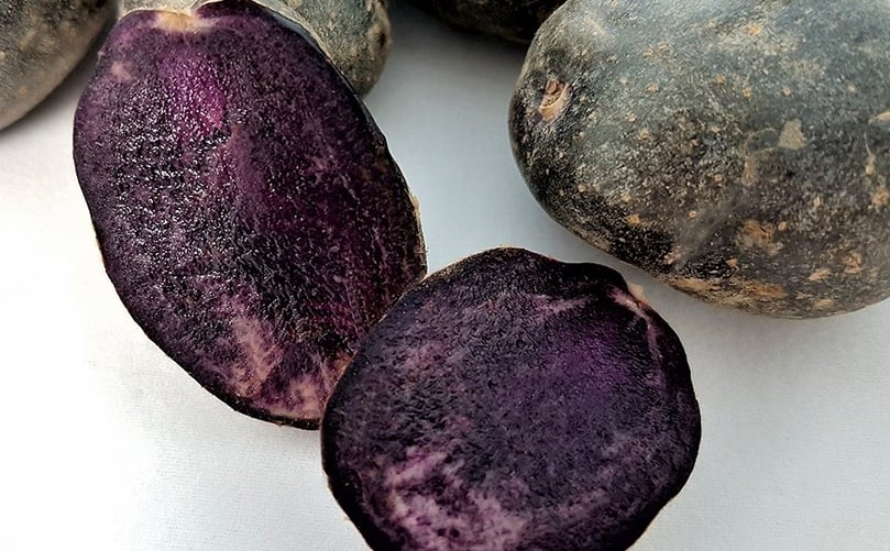 The purple potato is widely used in restaurants due to its peculiarities in the coloring of the pulp. The purple potato is widely used in restaurants due to its peculiarities in the coloring of the pulp.