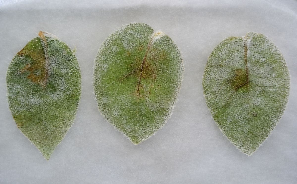 Neiker Tecnalia detects Blue13 genotype of Phytophthora infestans in Spain Neiker Tecnalia detects Blue13 genotype of Phytophthora infestans in Spain