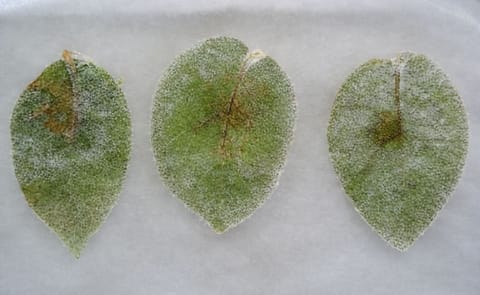 Neiker Tecnalia detects Blue13 genotype of Phytophthora infestans in Spain Neiker Tecnalia detects Blue13 genotype of Phytophthora infestans in Spain