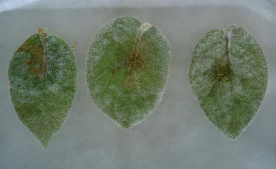 Neiker Tecnalia detects Blue13 genotype of Phytophthora infestans in Spain