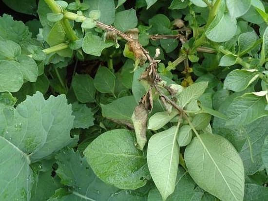 Phytophthora affected potato plant (Courtesy: Neiker Tecnalia)