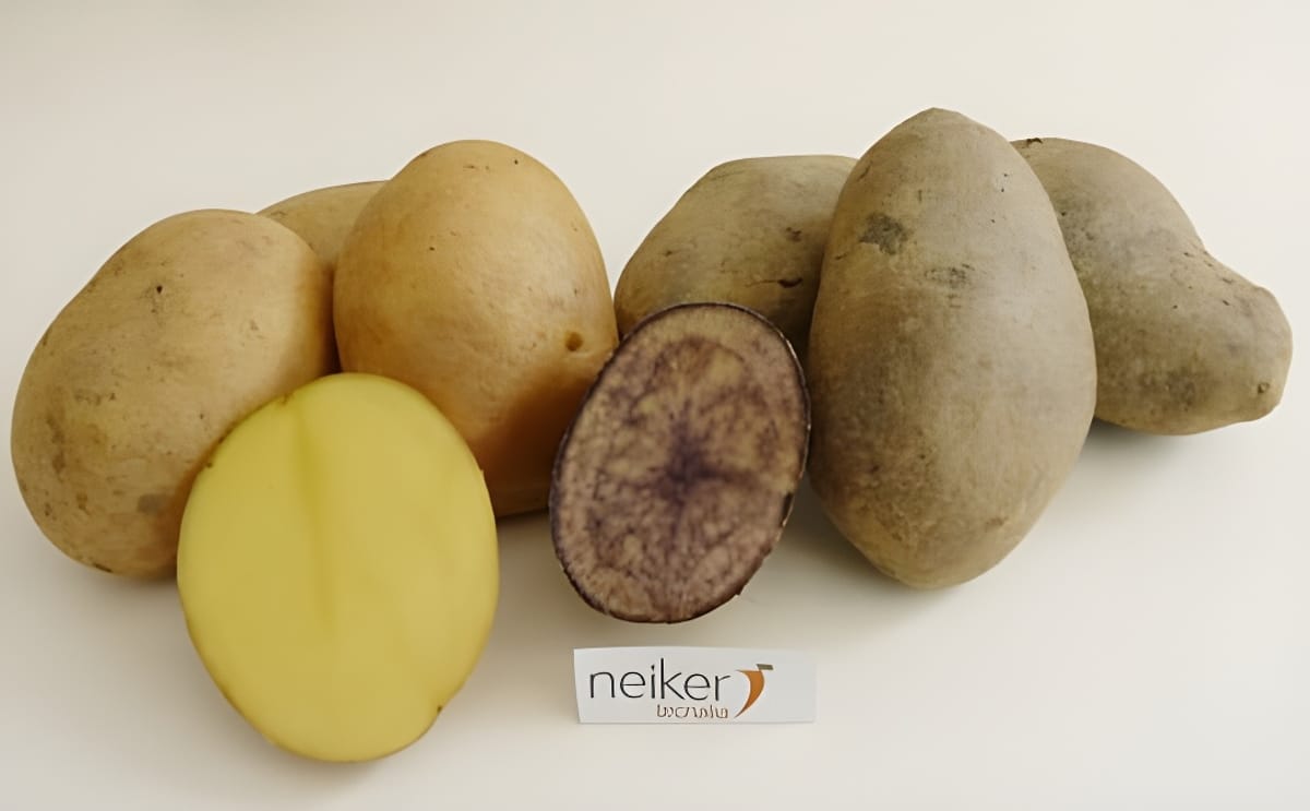 New Neiker Tecnalia potato varieties combine high nutrtional value with suitability for processing New Neiker Tecnalia potato varieties combine high nutrtional value with suitability for processing