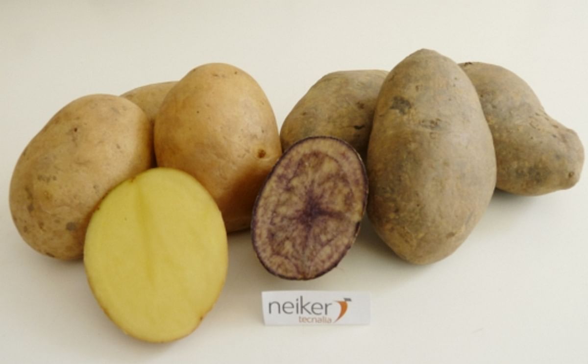 New Neiker Tecnalia potato varieties combine high nutritional value with suitability for processing 