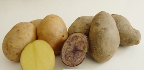 New Neiker Tecnalia potato varieties combine high nutrtional value with suitability for processing 