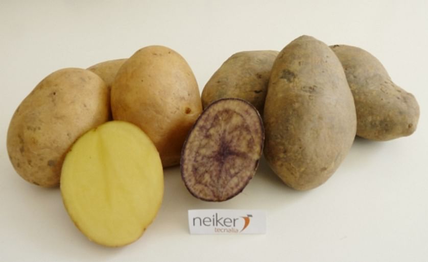 New Neiker Tecnalia potato varieties combine high nutritional value with suitability for processing 