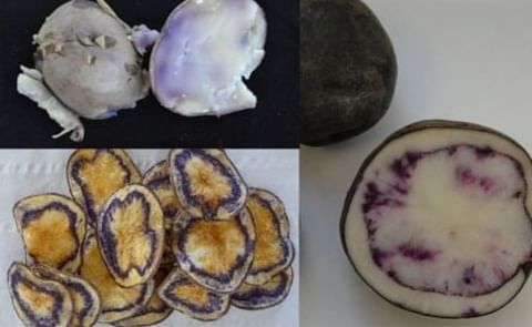 NEIKER obtiene clones de patata de carne morada y amarilla con alto valor nutricional y resistentes a enfermedades NEIKER obtiene clones de patata de carne morada y amarilla con alto valor nutricional y resistentes a enfermedades