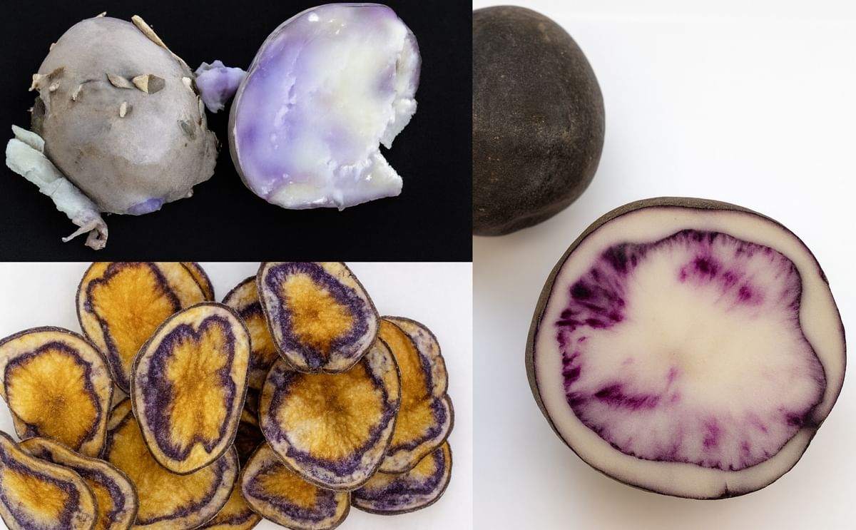 Colorful and high in anti-oxidant potato clones with commercial potential developed by Neiker Tecnalia