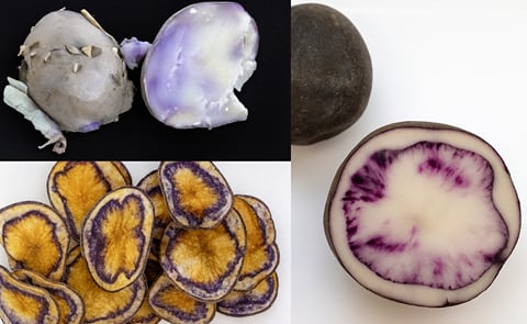 Colorful and high in anti-oxidant potato clones with commercial potential developed by Neiker Tecnalia Colorful and high in anti-oxidant potato clones with commercial potential developed by Neiker Tecnalia