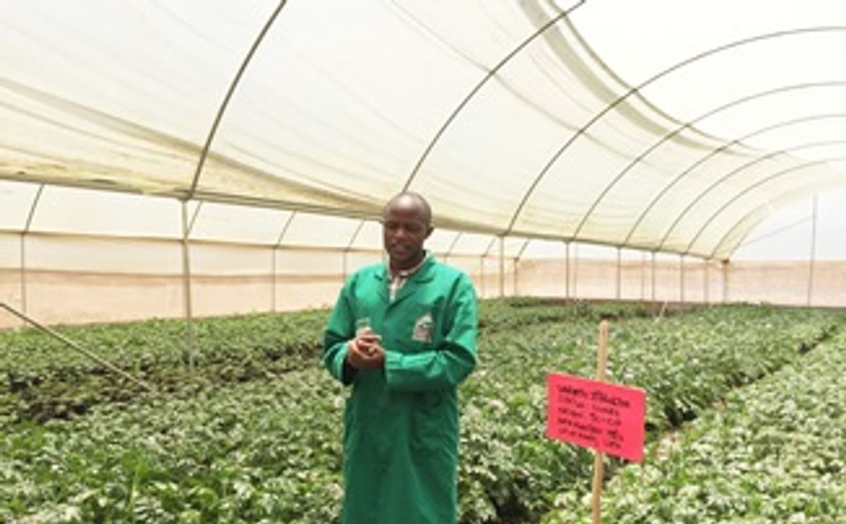 España promueve la innovación de la cadena de la papa en África España promueve la innovación de la cadena de la papa en África