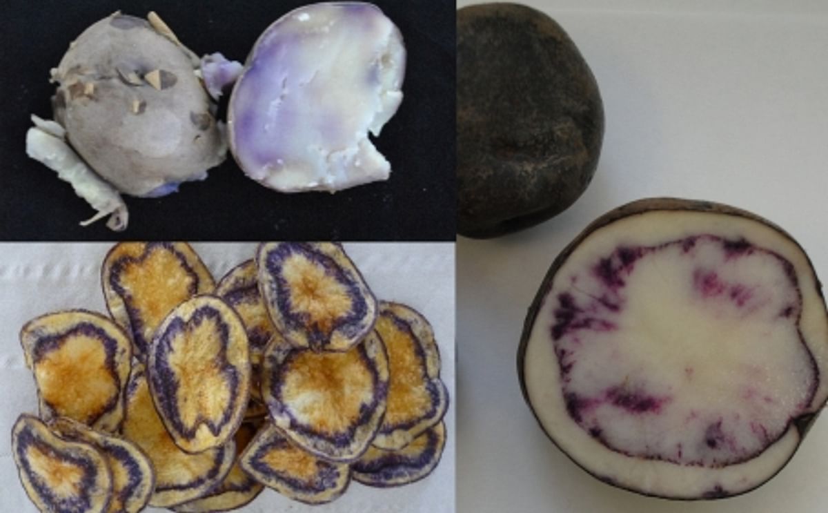 Colorful and high in anti-oxidant potato clones with commercial potential developed by Neiker Tecnalia