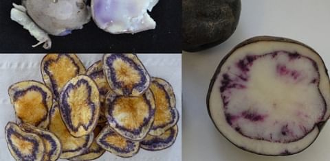  On of Neiker Tecnalia's 4 new developed potato clones