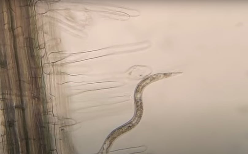 Nematode Nematode
