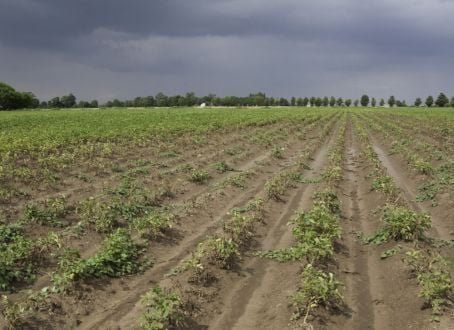 Nematodes damage crops by direct feeding, transmitting viruses and facilitating bacterial and fungal infections Nematodes damage crops by direct feeding, transmitting viruses and facilitating bacterial and fungal infections