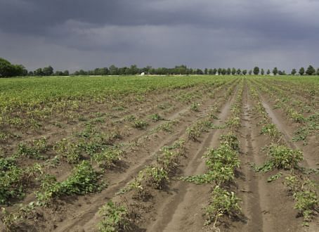 Nematodes damage crops by direct feeding, transmitting viruses and facilitating bacterial and fungal infections Nematodes damage crops by direct feeding, transmitting viruses and facilitating bacterial and fungal infections