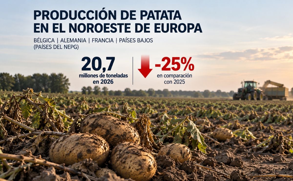 La producción de patata en Bélgica, Alemania, Francia y Países Bajos podría caer un 25 por ciento en 2026, hasta unos 20,7 millones de toneladas, según NEPG. (Ilustración generada por IA por PotatoPro)