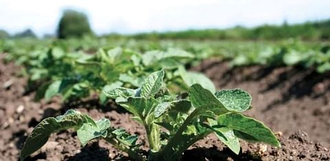 European potato field. Courtesy: European Potato Processors’ Association (EUPPA)