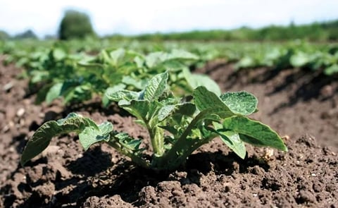 European potato field. Courtesy: European Potato Processors’ Association (EUPPA) European potato field. Courtesy: European Potato Processors’ Association (EUPPA)