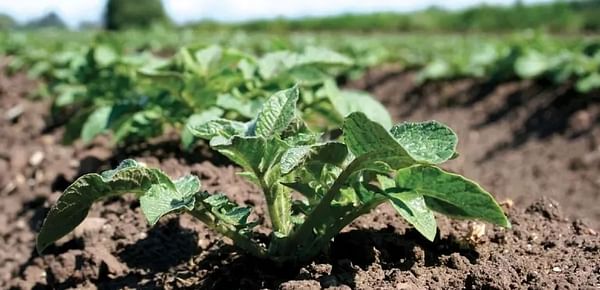 Potato Planting strats for Black Gold