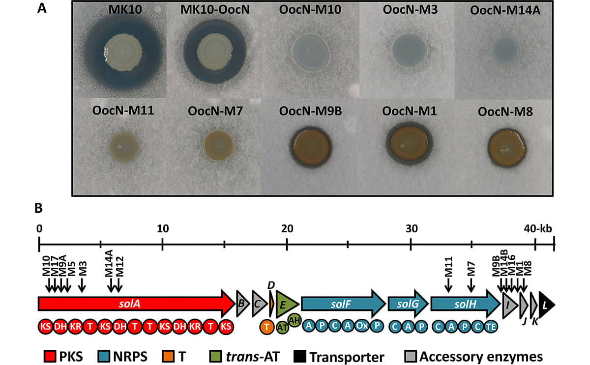 New Antibiotic Solanimycin Discovered In A Pathogenic Bacterium In Potatoes Dickeya Solani 3338