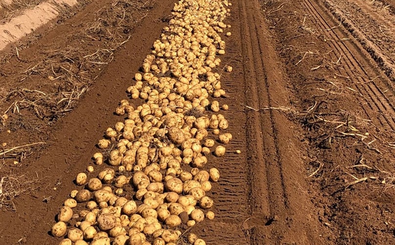 New Brunswick's potato in a field N.S. Couple Heeds The Call Of The Family Farm, Sets Down N.B. Roots