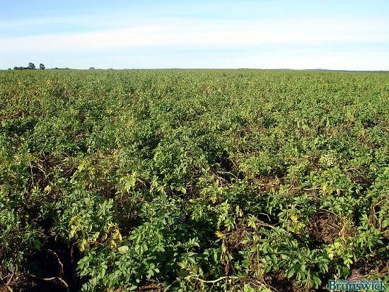 Russet Burbank field in New Brunswick, Canada in September 2010 Russet Burback field in NB in September