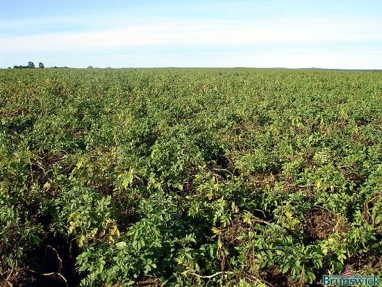 Russet Burback field in NB in September