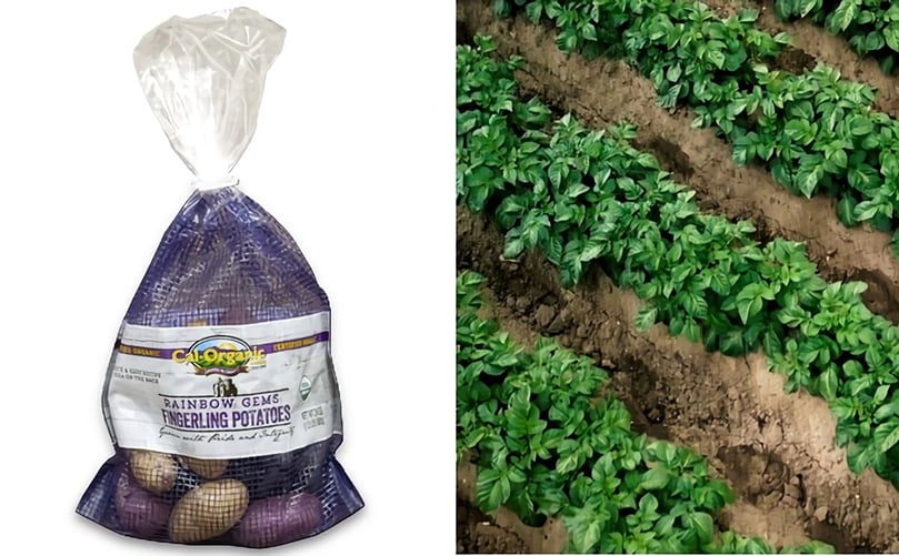 In May, Cal-Organic will release rainbow fingerling potatoes including red, gold and purple varieties. In May, Cal-Organic will release rainbow fingerling potatoes including red, gold and purple varieties.