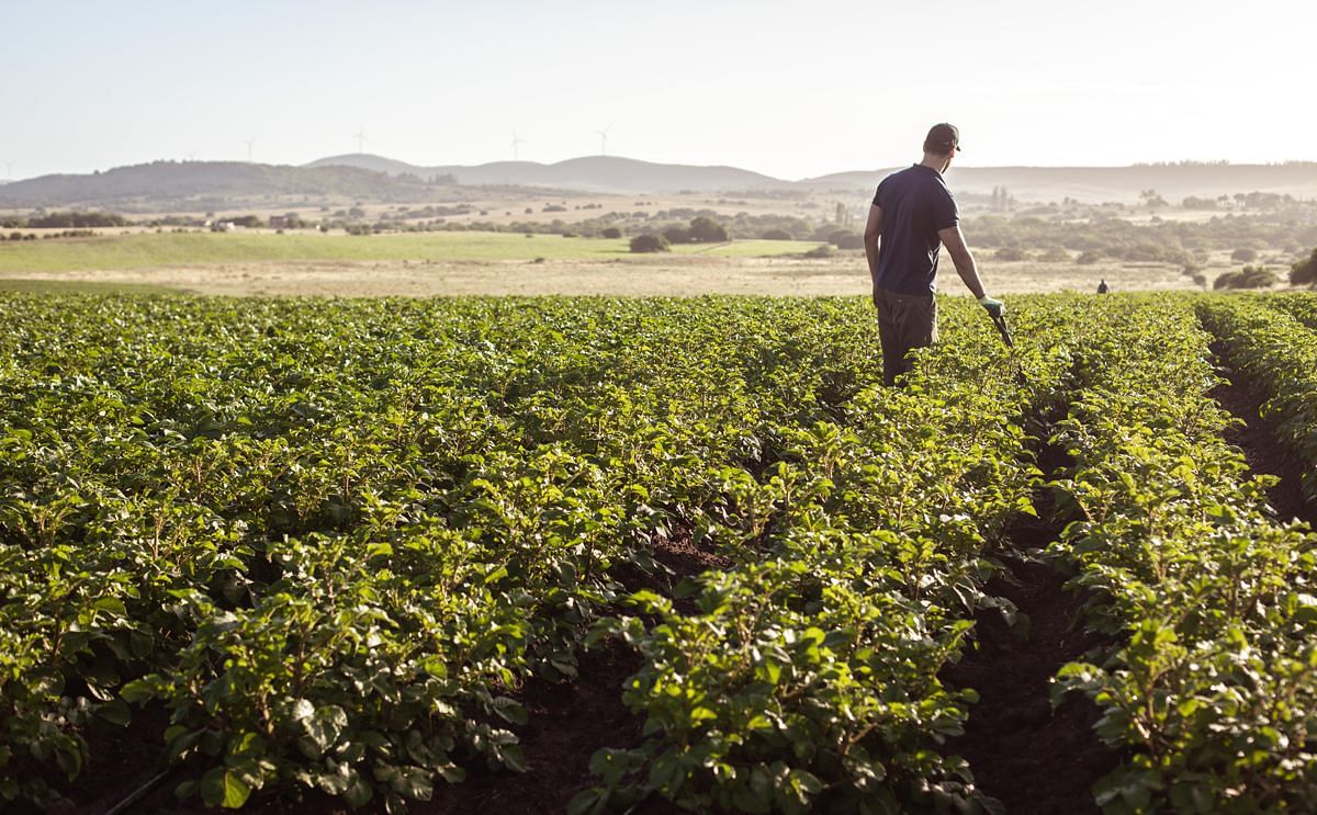 New generation of potato varieties promising for more food security