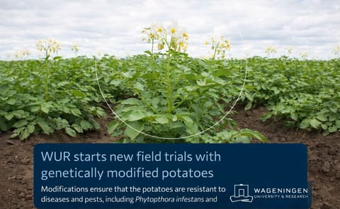 Wageningen University & Research initiates new field trials to evaluate genetically modified potatoes with enhanced disease resistance and reduced pesticide needs Wageningen University & Research initiates new field trials to evaluate genetically modified potatoes with enhanced disease resistance and reduced pesticide needs
