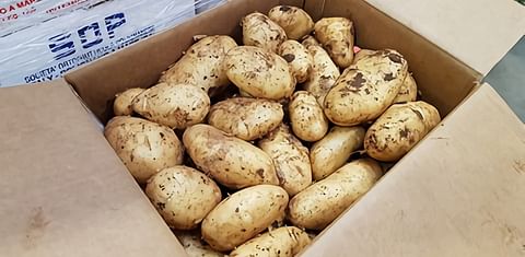 Demand is high for new potatoes