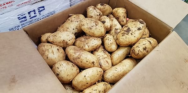 Demand is high for new potatoes