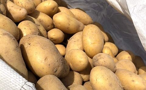 Andalusian new potato