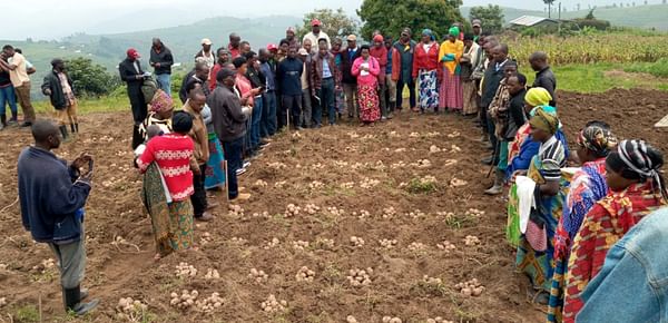 Seeds of Transformation: Empowering Rwanda's Farmers through Innovative Potato Varieties and Sustainable Agricultural Practices