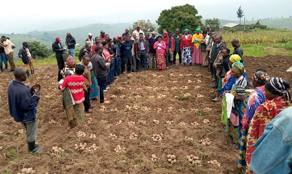 Seeds of Transformation: Empowering Rwanda's Farmers through Innovative Potato Varieties and Sustainable Agricultural Practices
